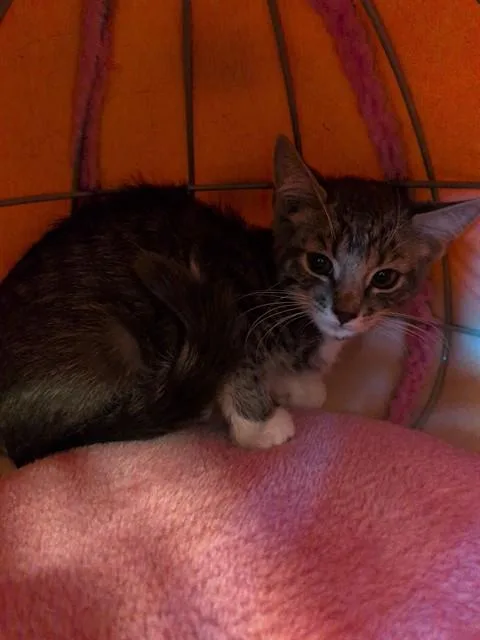 A baby small-sized male Domestic Short Hair cat named Mango for adoption in Lancaster, CA