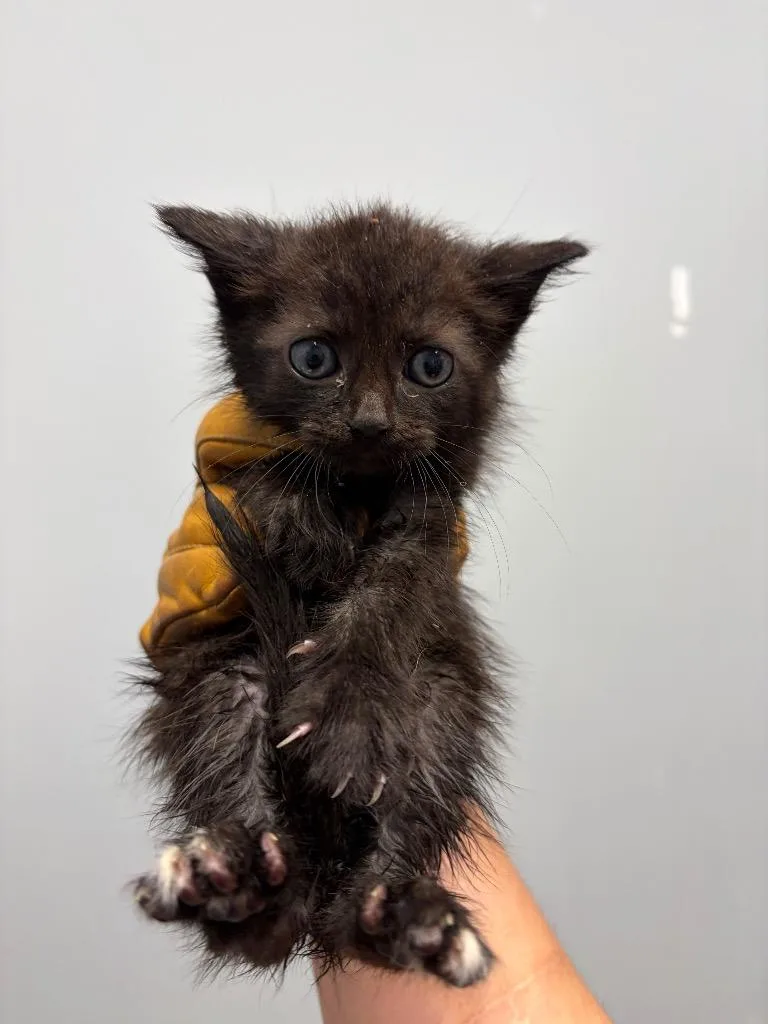 A baby medium-sized male Domestic Short Hair cat named Golden Rod for adoption in Bloomington, IN