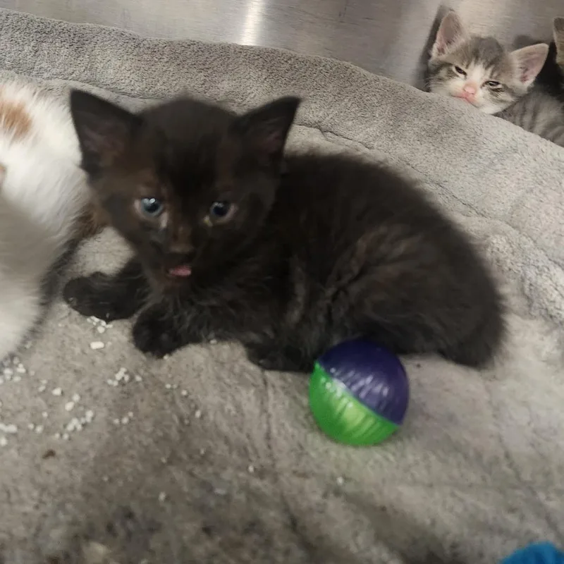 A baby small-sized male Black Domestic Short Hair cat named Miles for adoption in Evensville, TN