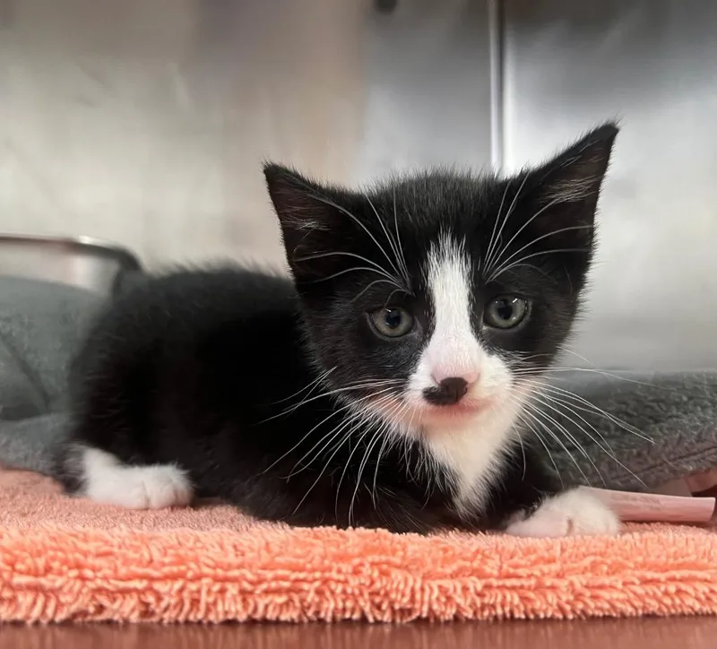 A baby small-sized male Domestic Medium Hair cat named Utility for adoption in Murray, KY
