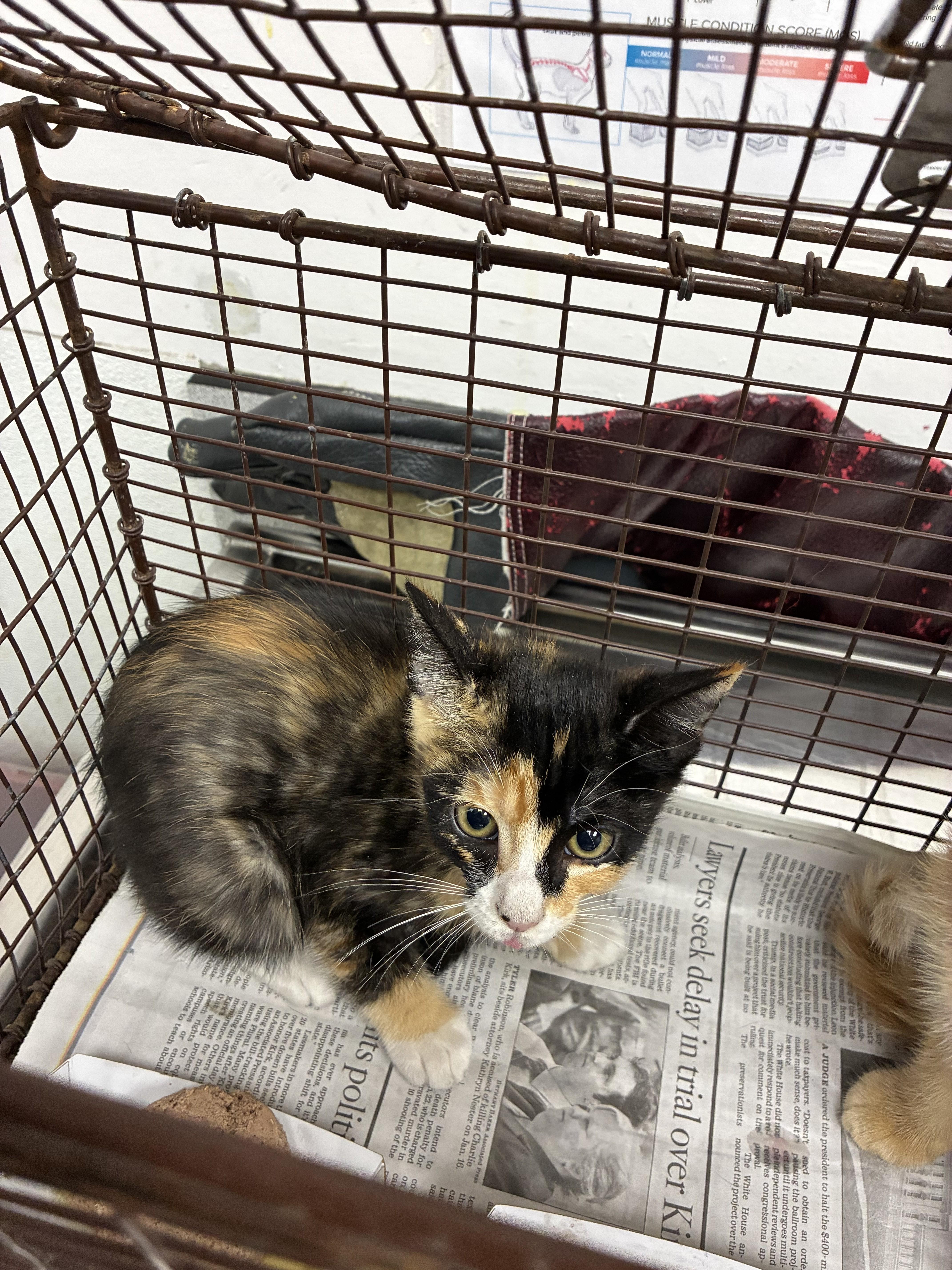 A baby small-sized female Domestic Short Hair cat named Marblecake for adoption in Los Angeles, CA