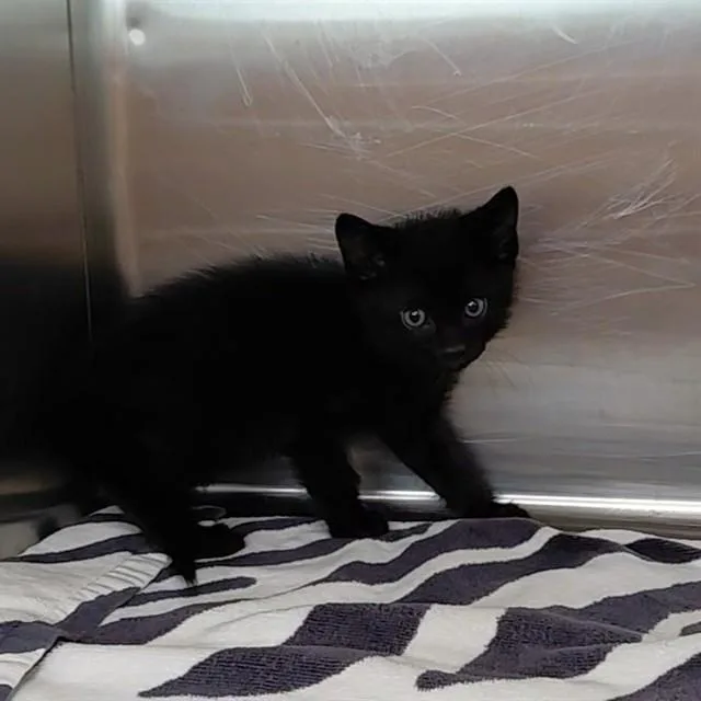 A baby small-sized male Domestic Short Hair cat named Radium for adoption in Huntsville, AL