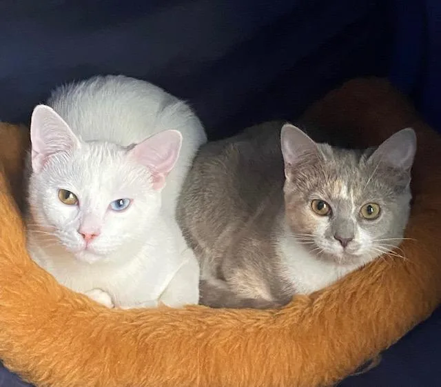 Dottie & Ozzie