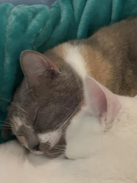 Dottie & Ozzie thumbnail 6