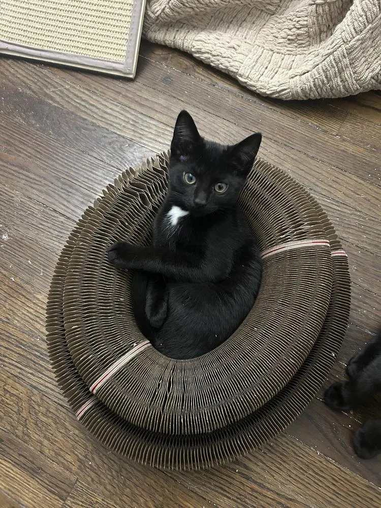 A baby small-sized female Black Domestic Short Hair cat named Pompano for adoption in West Mifflin, PA