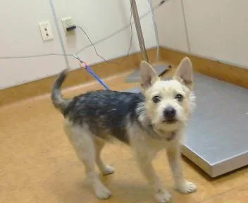 A young small-sized male Norwich Terrier dog named Sylvio for adoption in Sacramento, CA