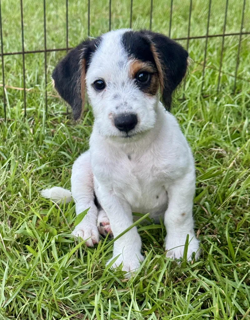 Scout