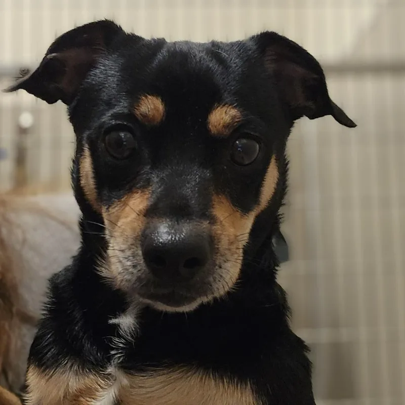 An adult small-sized male Mixed Breed dog named Musket for adoption in Sonoma, CA