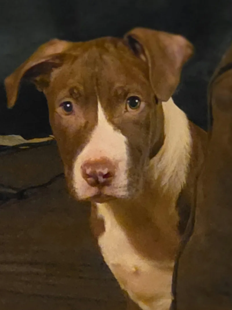 A baby large-sized male Pit Bull Terrier dog named Butter Bean for adoption in Spotsylvania, VA