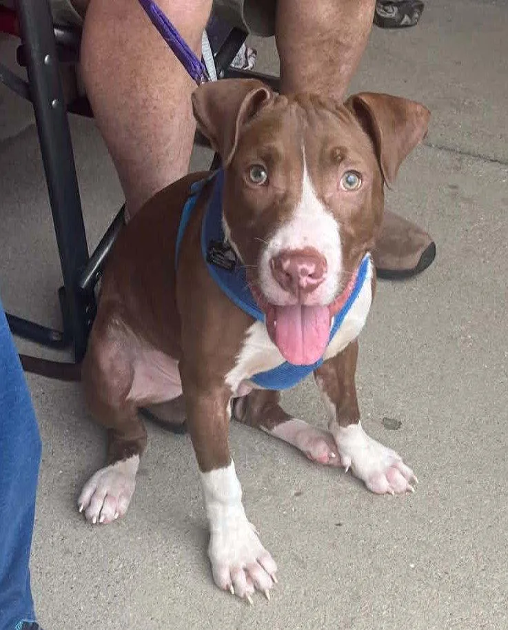 A baby large-sized male Pit Bull Terrier dog named Butter Bean for adoption in Spotsylvania, VA