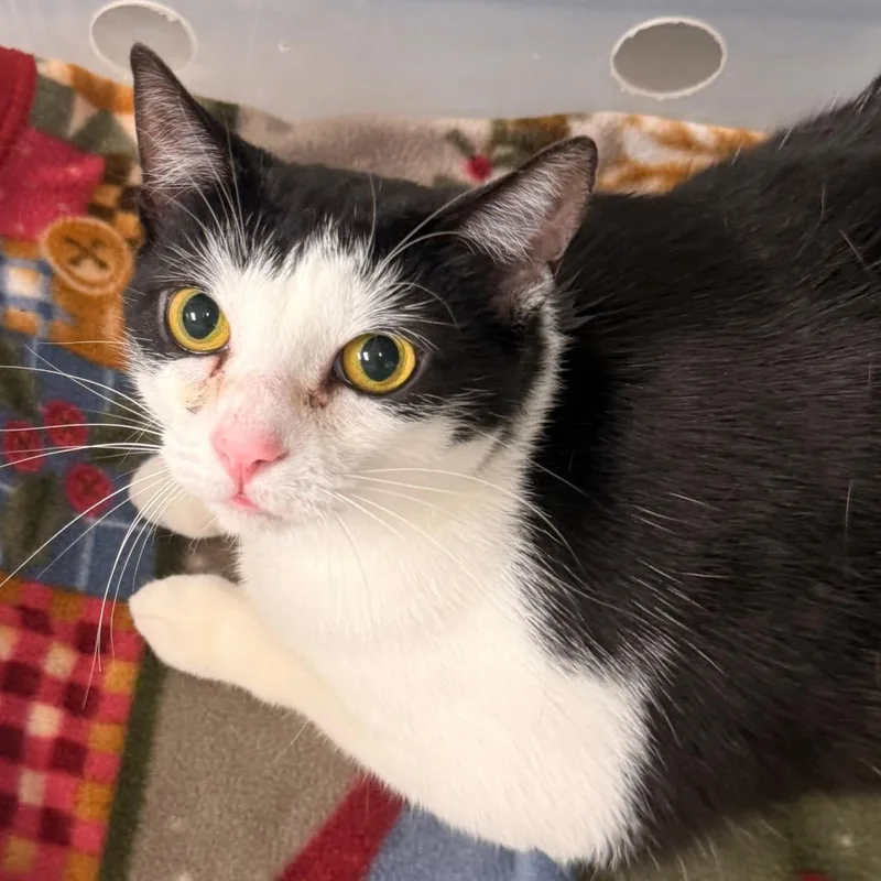 An adult large-sized female Black Domestic Short Hair cat named Opal for adoption in Evansville, IN