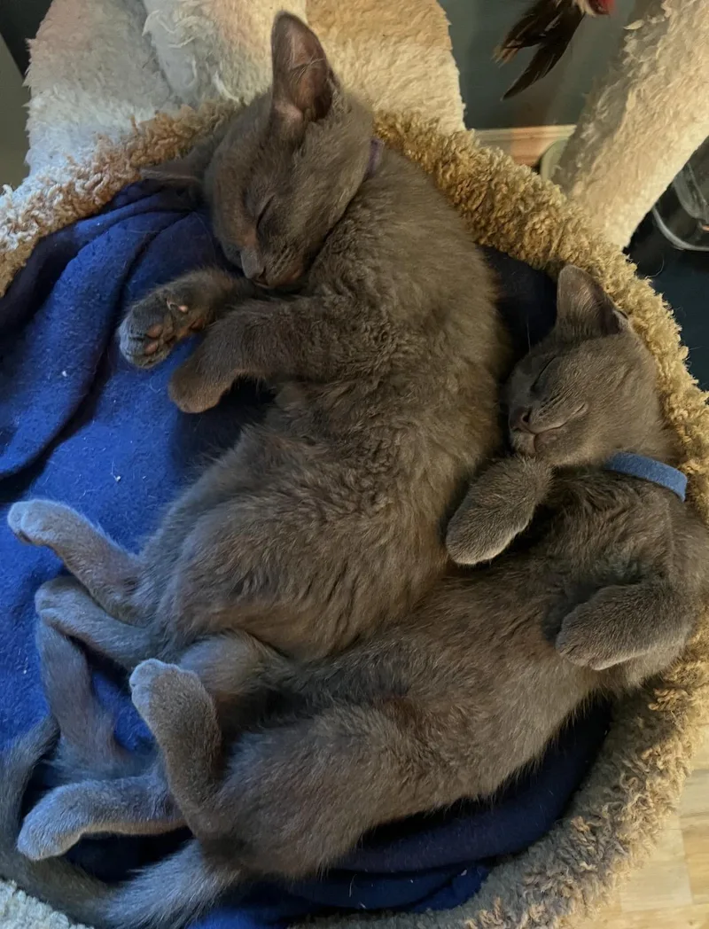 A baby small-sized male Gray / Blue / Silver Domestic Short Hair cat named Flint for adoption in Johnson City, TN