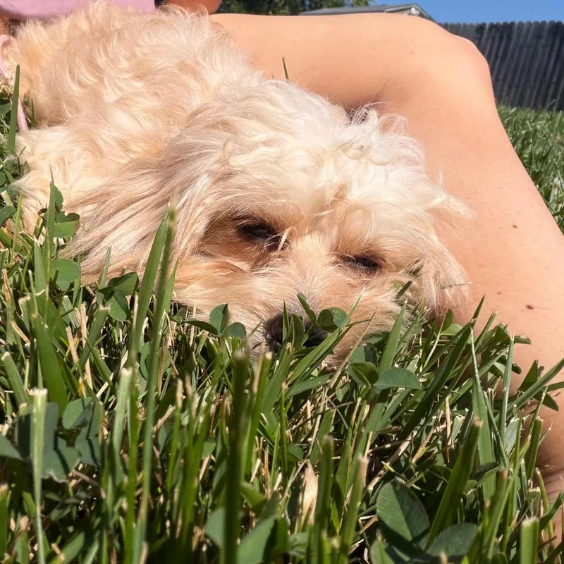Lily