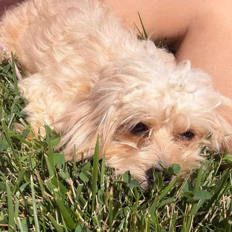 Lily thumbnail 2