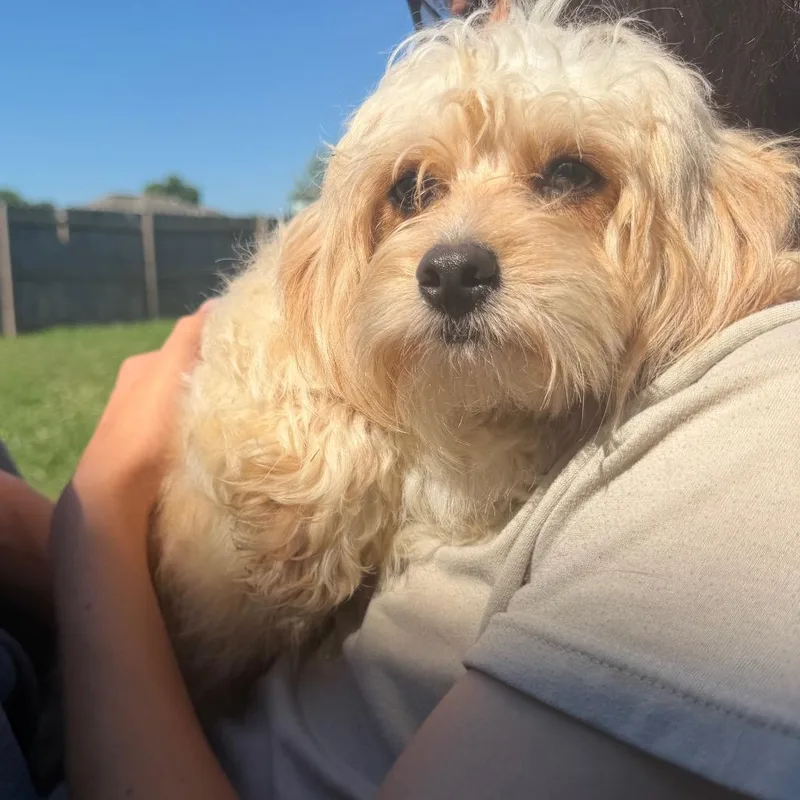 Lily thumbnail 4