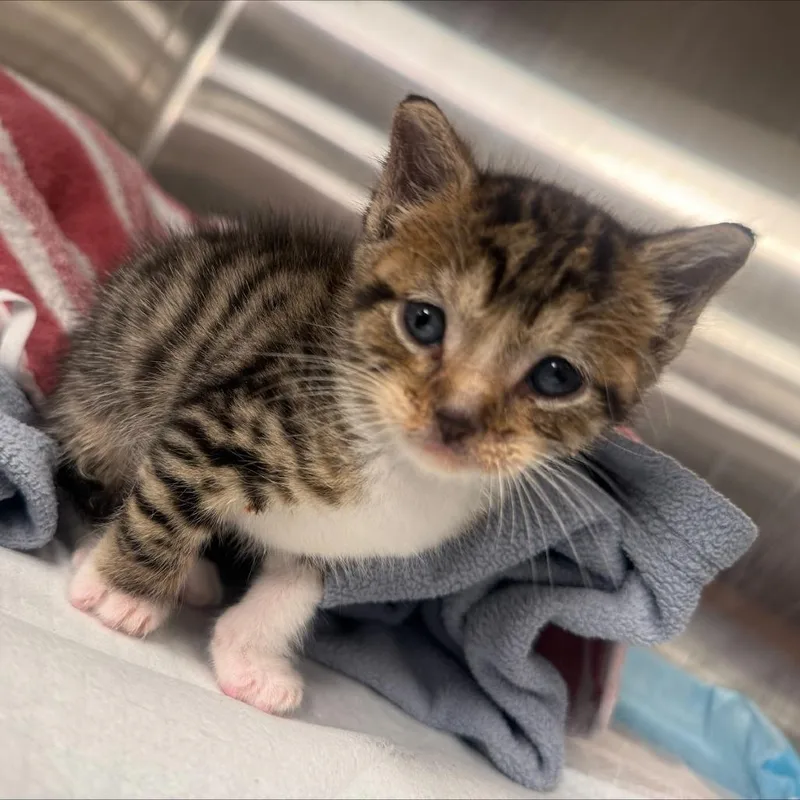 A baby small-sized male Brown / Chocolate Domestic Short Hair cat named Jimbo for adoption in Brooklyn, NY
