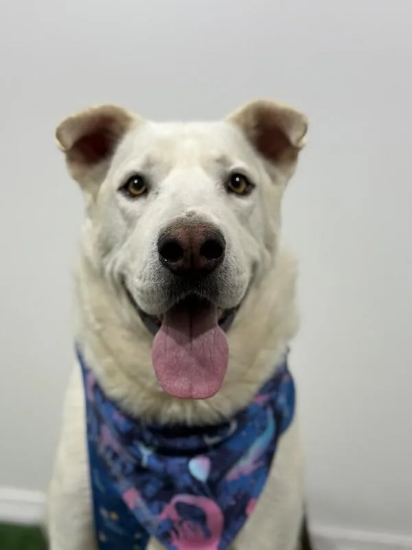 A young large-sized male White / Cream White German Shepherd dog named Zach for adoption in Carlsbad, CA