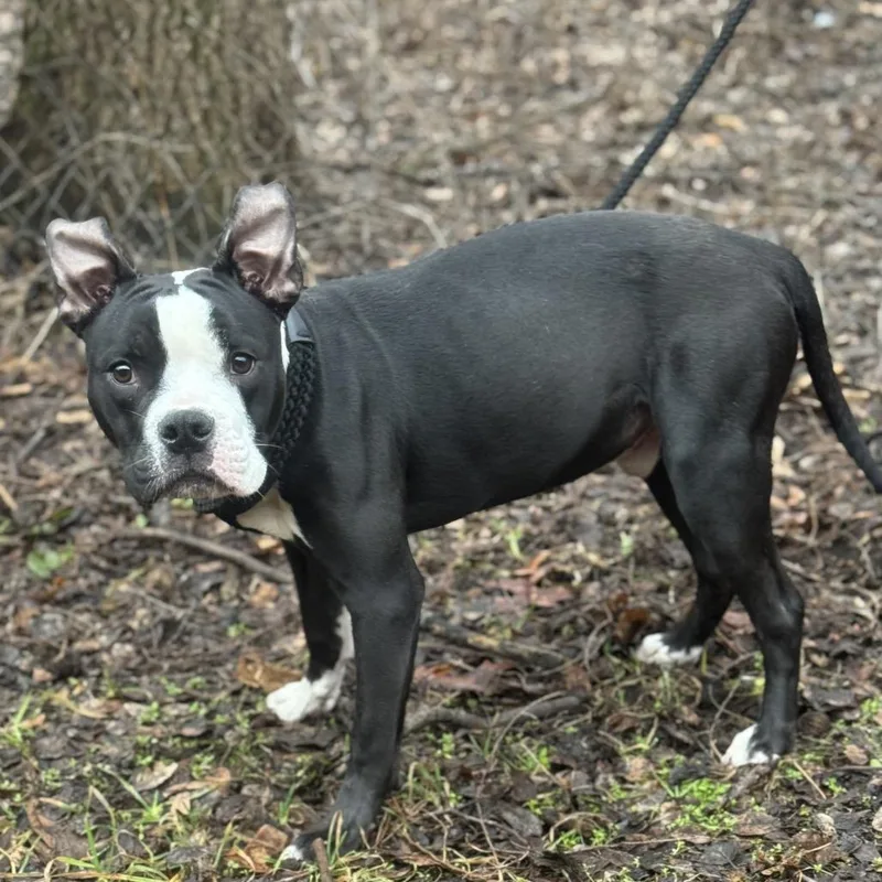 A young medium-sized male Black Pit Bull Terrier dog named Titan for adoption in Valparaiso, IN
