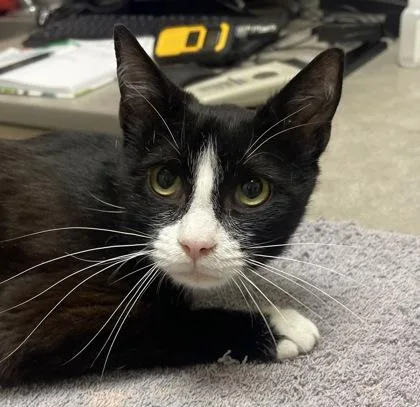 An adult medium-sized male Domestic Short Hair cat named Billiards for adoption in Westland, MI