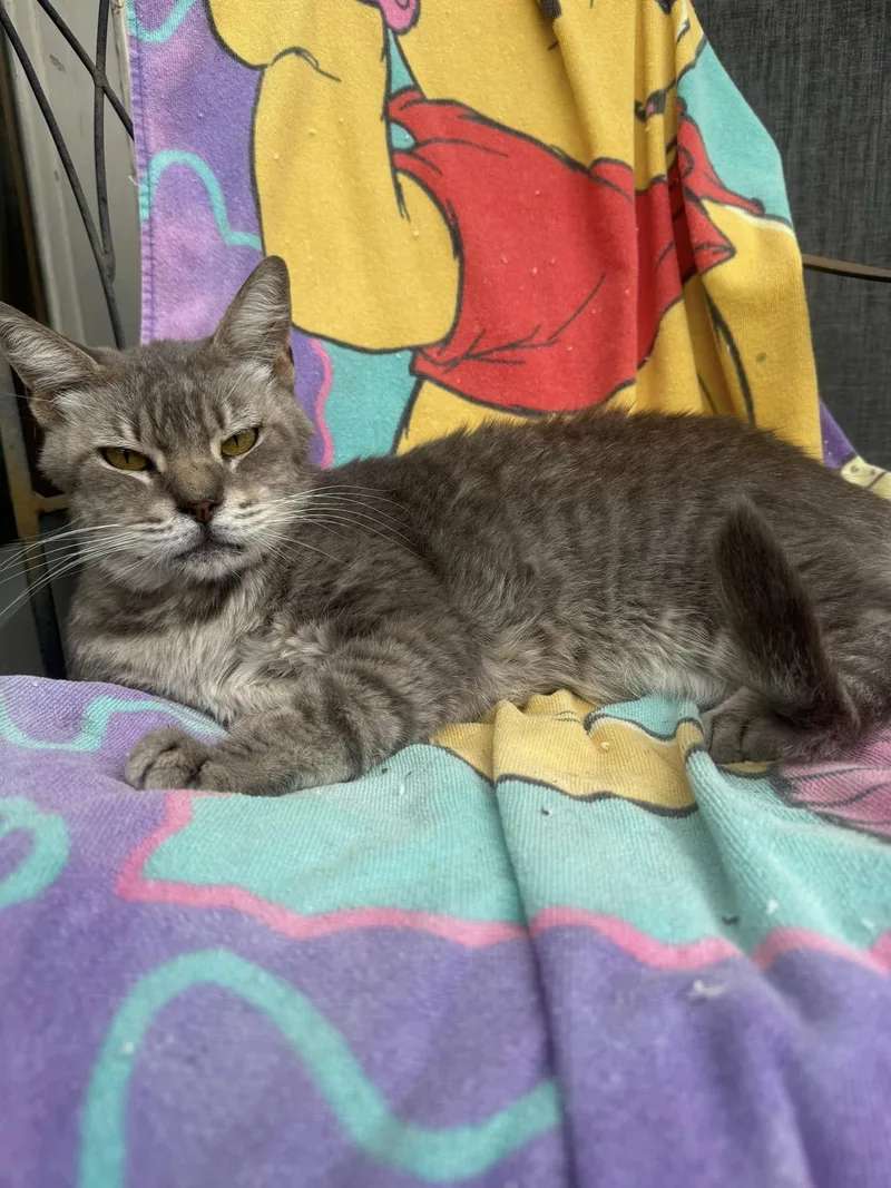 A senior large-sized female Gray / Blue / Silver Domestic Medium Hair cat named Audrey Hepburn for adoption in Malibu, CA