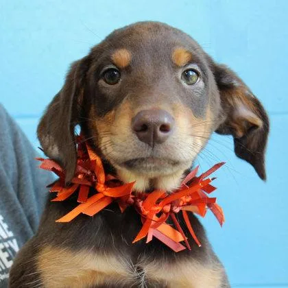 A young medium-sized male Brown / Chocolate Mixed Breed dog named Leopold for adoption in Lansing, MI
