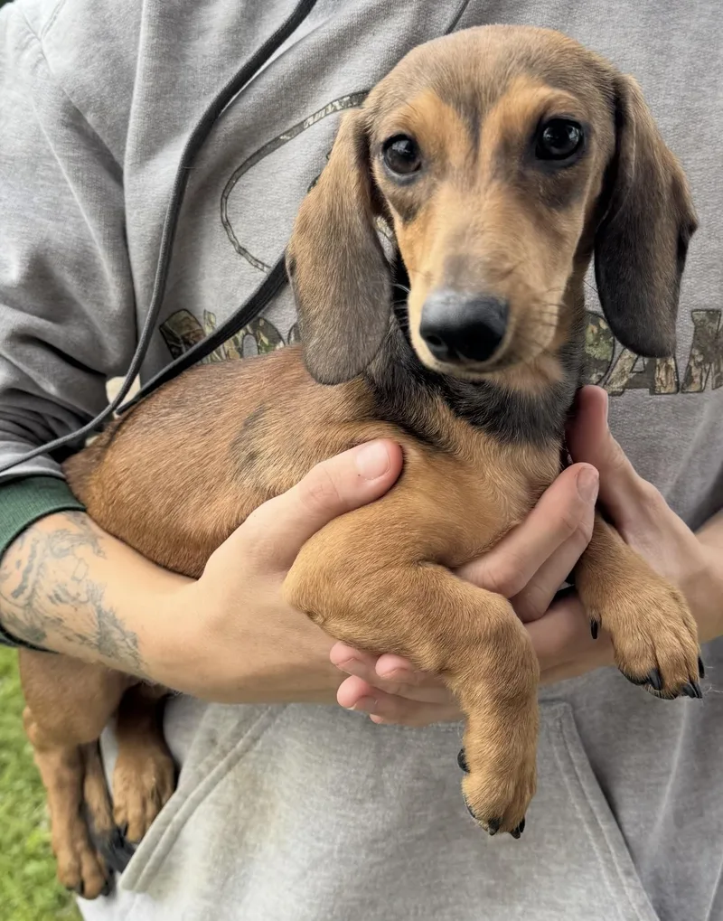 A young small-sized female Dachshund dog named River for adoption in West Bloomfield, MI