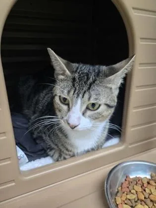 A young medium-sized male Domestic Short Hair cat named Dude for adoption in Savannah, GA