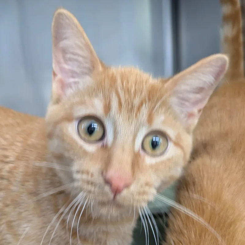 A young small-sized male Orange / Red Domestic Short Hair cat named Hagrid for adoption in Mount Pleasant, MI