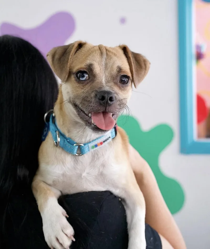 A baby small-sized male Pug dog named Smudge for adoption in Pasadena, CA