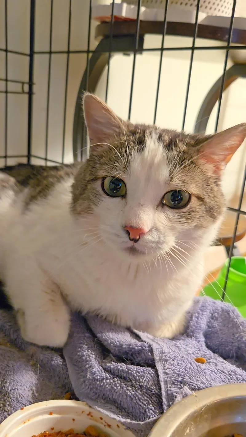 A young medium-sized male Tabby (Tiger Striped) Domestic Short Hair cat named Jinx for adoption in Kenhorst, PA