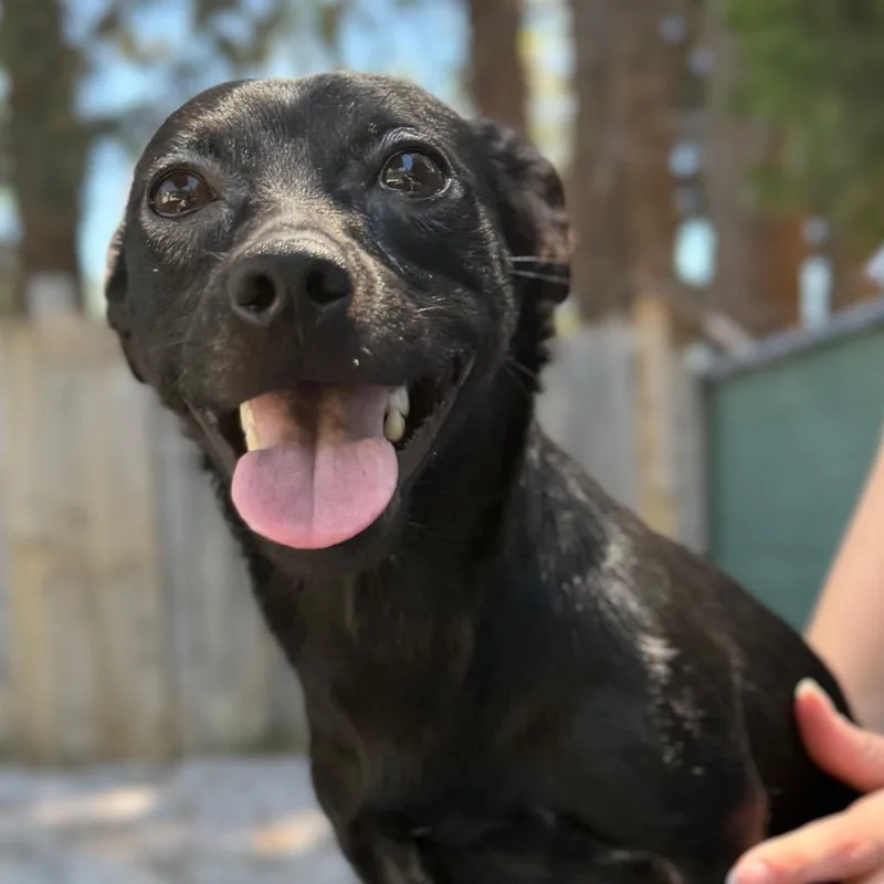 A young small-sized male Black Chihuahua dog named Spring for adoption in Mount Shasta, CA