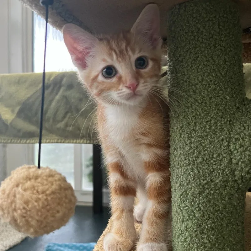 Creamsicle