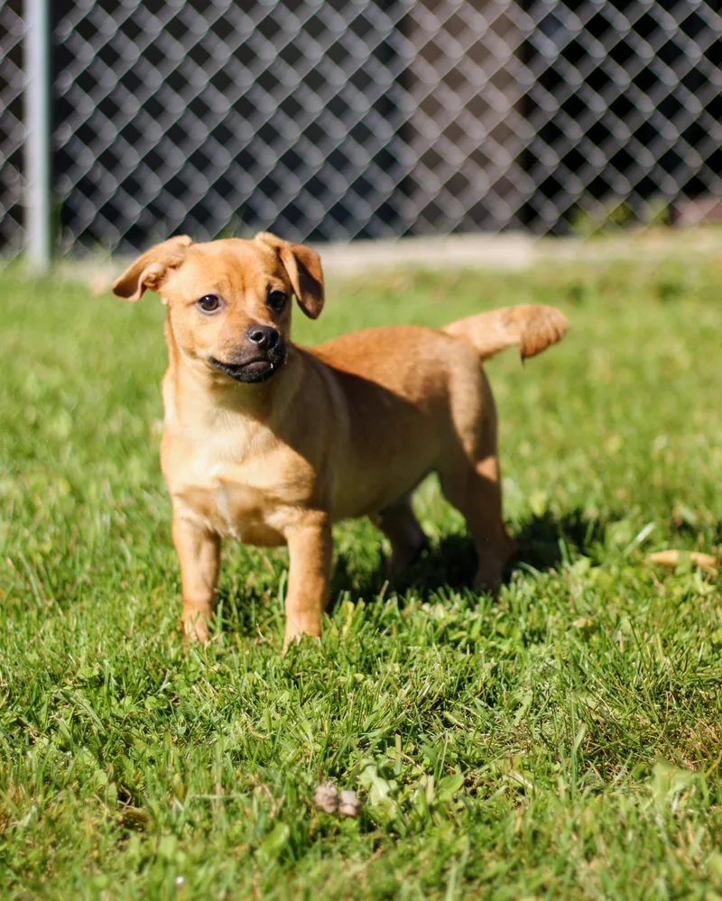 A baby small-sized male Puggle dog named Mackerel for adoption in Battle Creek, MI