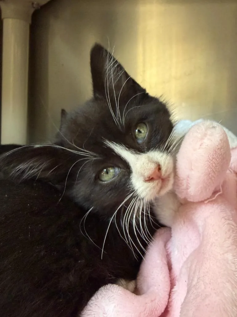 A baby medium-sized female Domestic Short Hair cat named Salted Caramel for adoption in Pomona, NY