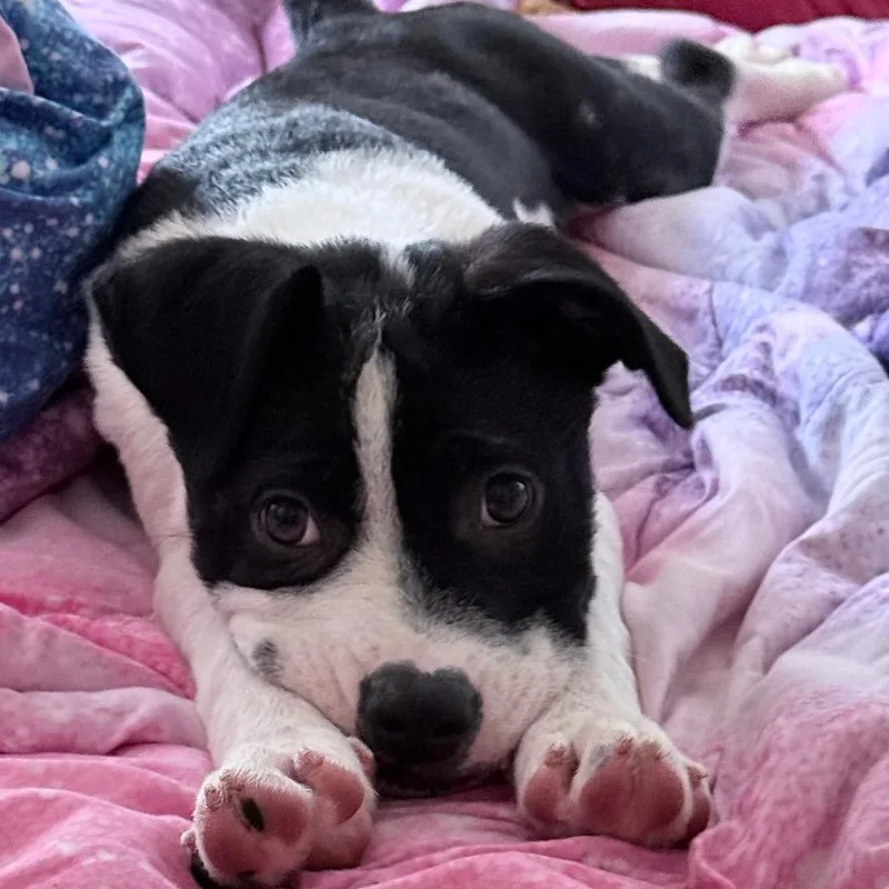 A baby medium-sized male Black American Staffordshire Terrier dog named Ozzy for adoption in Fredericksburg, TX