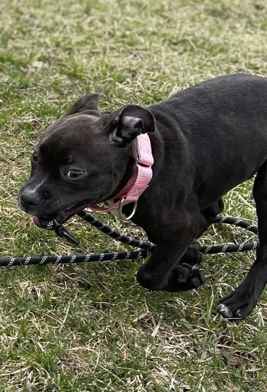A baby small-sized female Pit Bull Terrier dog named Priscilla for adoption in Cortland, NY