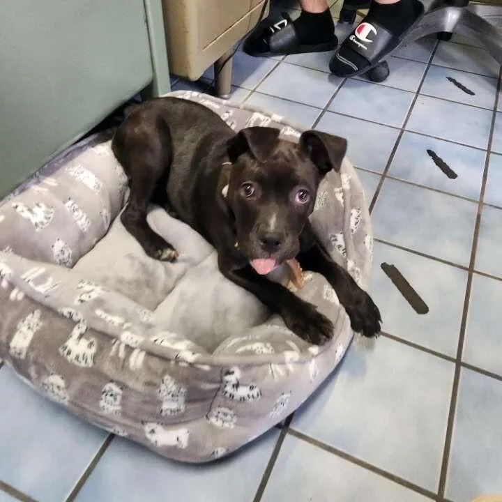 Priscilla thumbnail 2