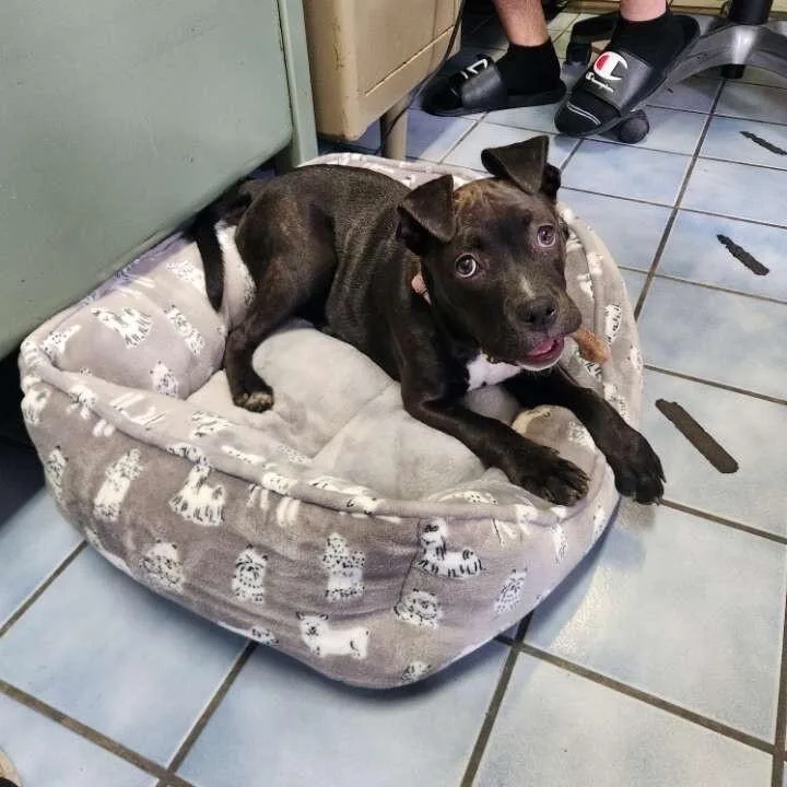 Priscilla thumbnail 6