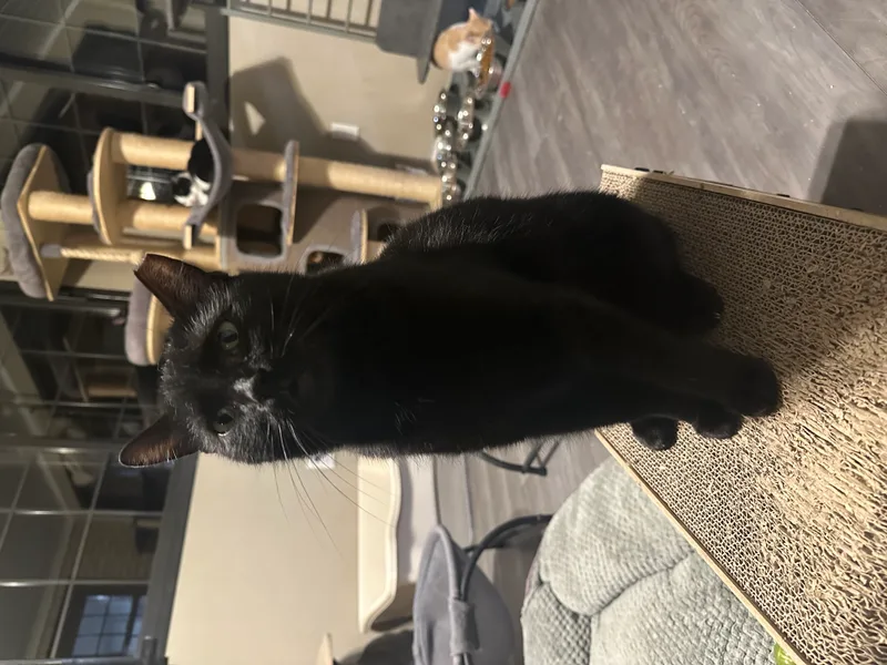 An adult large-sized female Black Domestic Short Hair cat named Blanche for adoption in West newton, PA