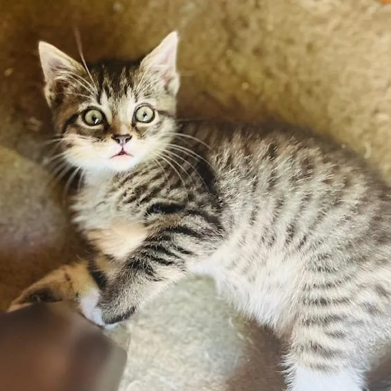 A baby medium-sized male Tabby (Brown / Chocolate) Tabby cat named Kyle Grey for adoption in Hyattsville, MD