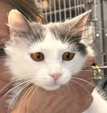 A young small-sized female Domestic Medium Hair cat named Michi for adoption in Bridgewater, NJ