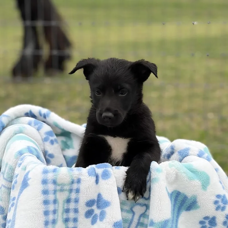 A baby medium-sized male Black Shepherd dog named Chaplin for adoption in Ennis, TX