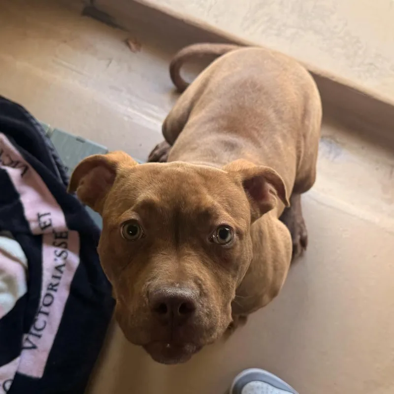 Cinnabon thumbnail 2