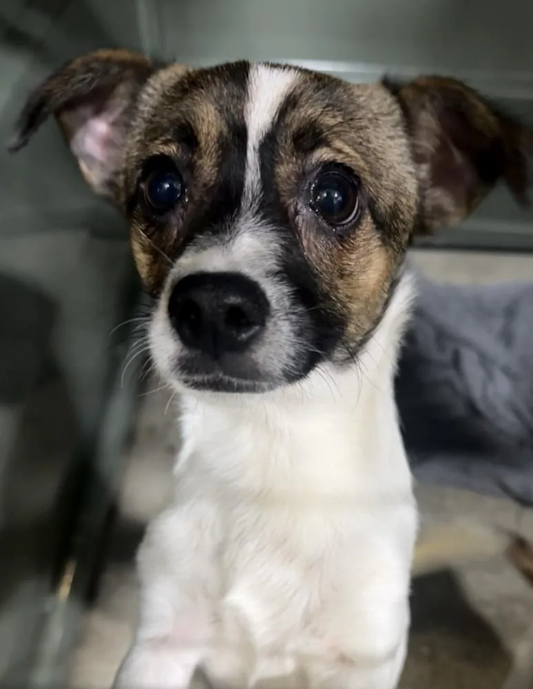 A baby small-sized female Tricolor (Brown, Black, & White) Terrier dog named Chille for adoption in Manhattan, NY