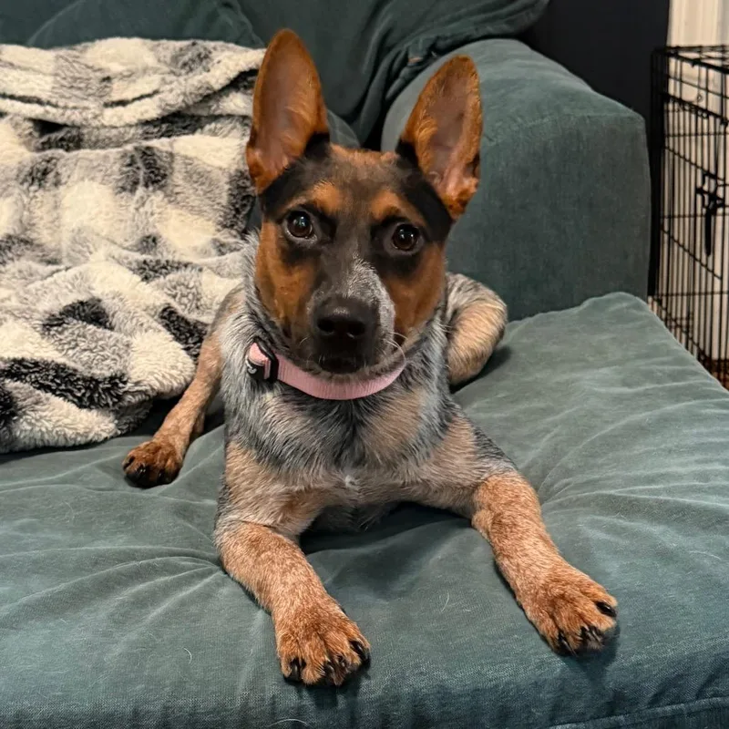 A baby medium-sized female Tricolor (Brown, Black, & White) Australian Cattle Dog / Blue Heeler dog named Sydney for adoption in Richmond, VA