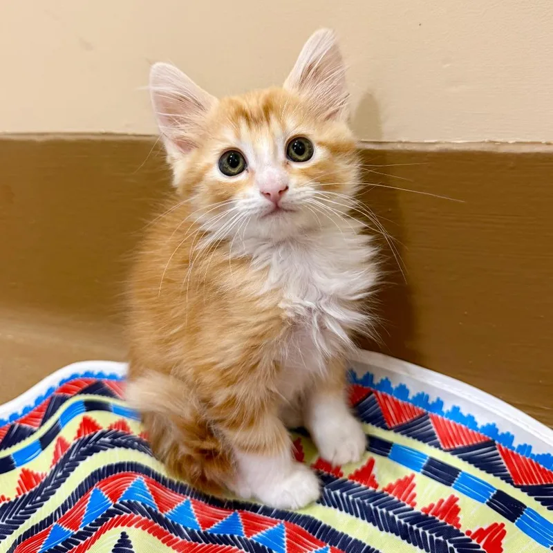 A baby small-sized male Orange / Red Domestic Medium Hair cat named Mojave for adoption in Agoura Hills, CA