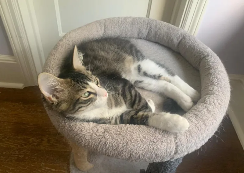 Clemmie