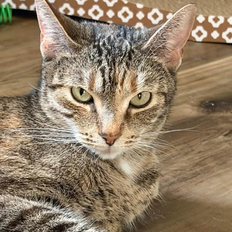 A young large-sized female Torbie Domestic Short Hair cat named Trix for adoption in Jarrettsville, MD