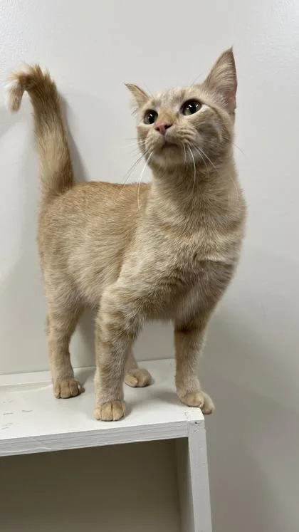 A young small-sized female Cream / Ivory Domestic Short Hair cat named Panko for adoption in Hackensack, MN