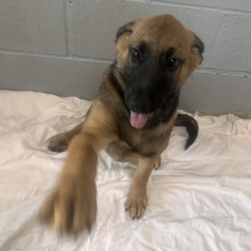 A baby small-sized female Apricot / Beige Shepherd dog named Michelle for adoption in Loxahatchee, FL
